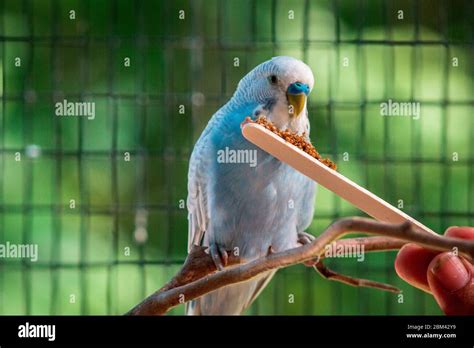 Budgie Eating Seeds Off A Stick At The Zoo Stock Photo Alamy