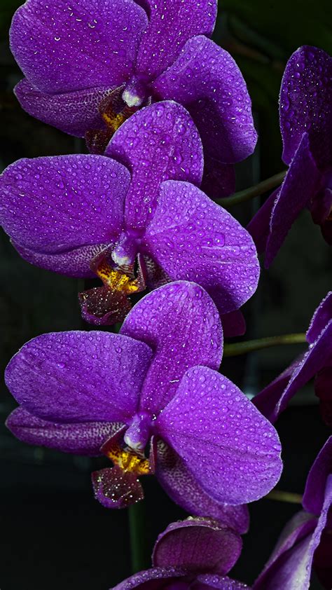 100 Fondos De Pantalla De Orquídeas ¡increíbles