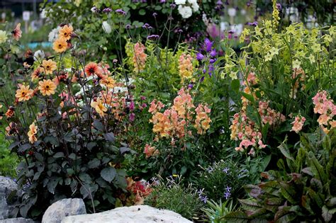 We did not find results for: Antirrhinum 'Chantilly Peach' , Nicotiana 'Lime Green ...