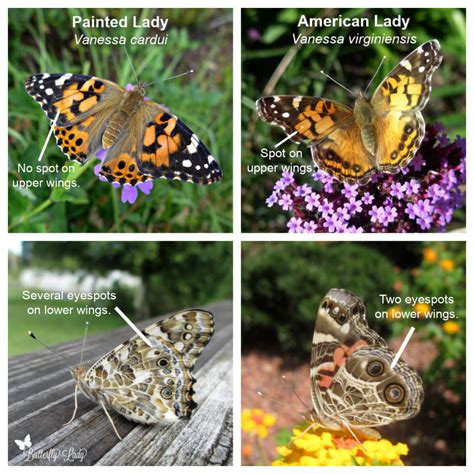 Butterfly Lady Education Gardening And Fun Spreading The Joy Of