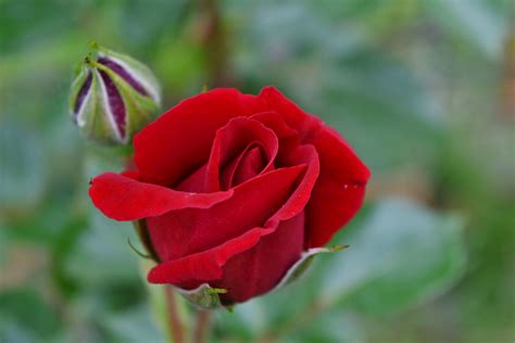 Foto Gratis Rosso Pianta Rosa Giardino Fiore Natura Petalo