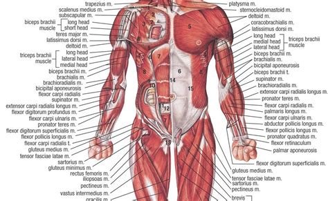 Sistema Oseo Y Muscular Sistema Muscular The Best Porn Website