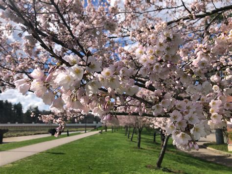 Cherry Blossoms At Ohio University Ohio University