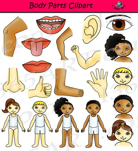 body parts clipart human anatomy set clipart 4 school