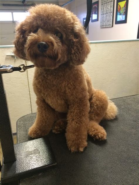 We did not find results for: 10 Brilliant Ways To Advertise Poodle Hairstyles | poodle ...