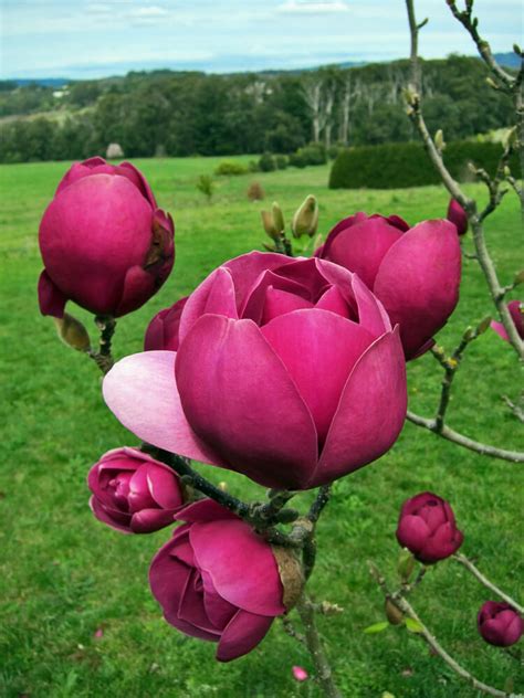 Most of the flowers are imported flowers. Magnolia Black Tulip 'Jurmag1' for sale