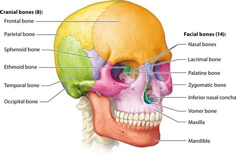 Anatomy And Physiology Skull Bones