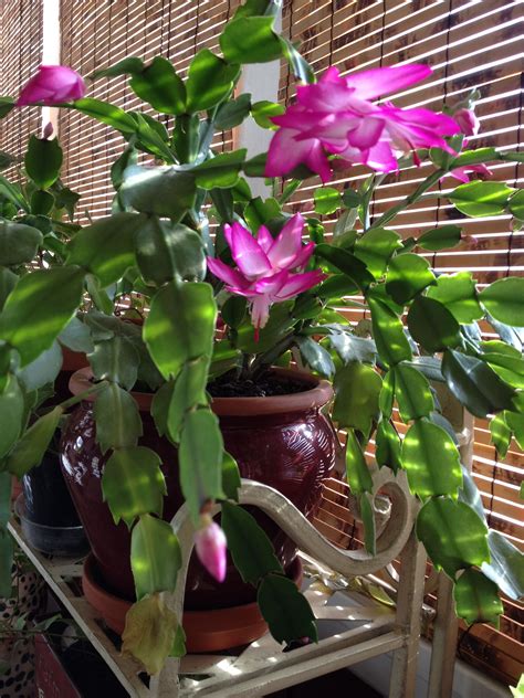 In fact, they are often mistaken for them, but there are differences that appear mainly with the stems, leaves, and the blooming period. Christmas Cactus | Flor de maio, Flores