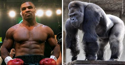 In 2020, mike tyson created the mike tyson's legends only league. Mike Tyson Ingin Duel dengan Gorilla, Siap Keluarkan Uang ...