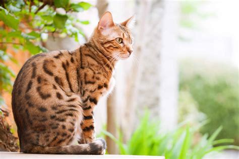 7 Facts About Bengal Cats Personality History Health And More Rawz