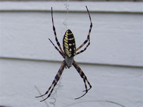 I just found out about trevor henderson in the passed few days and can say that i am already a fan. Scary Spider Images