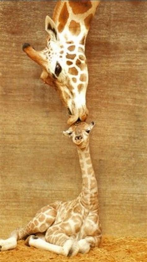 Tag for cute hd wallpaper for android mobile girly wallpapers for alive and interesting on your android device live wallpapers can. Cute Giraffe Wallpaper For Android | 2020 Live Wallpaper HD
