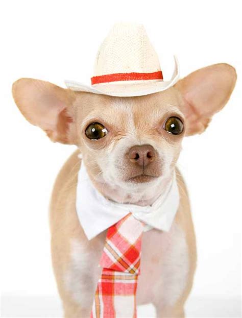 The spanish language is beautiful and romantic. Mexican Dog Names Perfect For Your Male Or Female Puppy