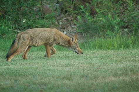 Coyotes Foxes Becoming A Common Sight In Residential Areas Of New