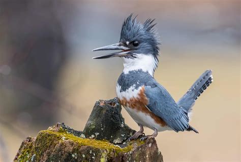 Belted Kingfisher Animal Facts M Alcyon A Z Animals