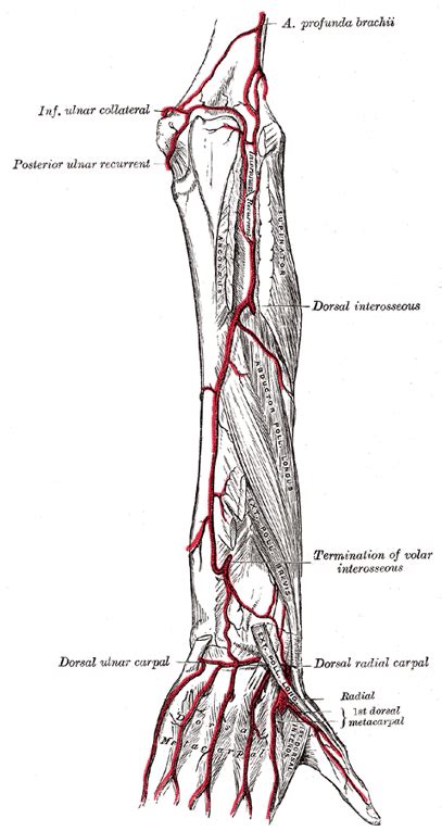 The Ulnar Artery Human Anatomy