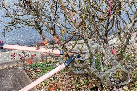 Trimming rose bushes is absolutely necessary for their health and good appearance. How to Prune Roses | HGTV