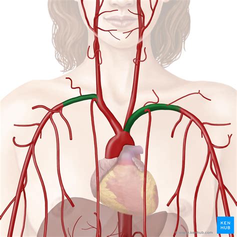 Subclavian Artery Branches