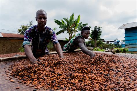 Place Can Land Rights For Farmers Save Ghanas Cocoa Sector Landlinks
