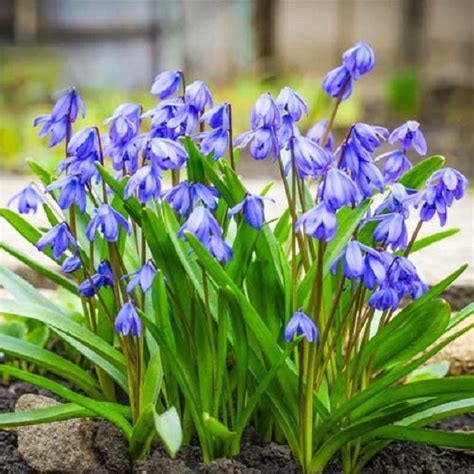 Scilla Bifolia Blue Лілі Лайн