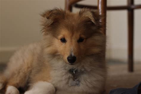 Puppyfinder.com is your source for finding an ideal pembroke sheltie puppy for sale in usa. Adorable sheltie puppy | Sheltie puppy, Sheltie, Sheltie dogs
