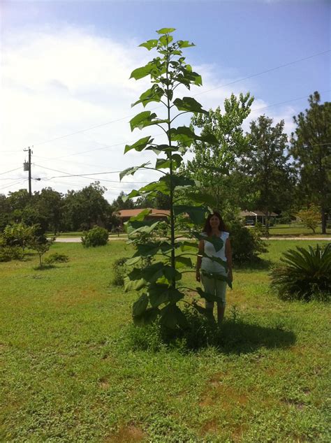Beautiful and unusual, the benefits of hybrid paulownia trees arent a bunch of marketing hype. Royal Empress tree | This is a Royal Empress tree. It died ...