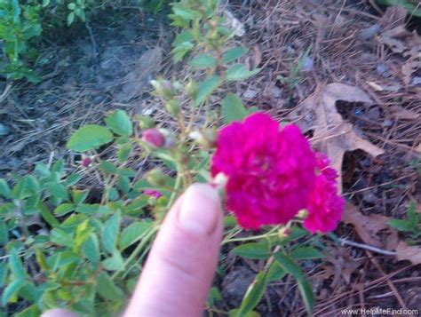 The rose with small, deep. Sweet Chariot (Miniature, Moore, 1984) rose, click to ...
