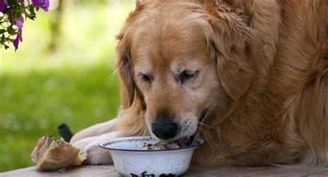 Fat Golden Retriever What To Do When Your Dog Puts On Weight