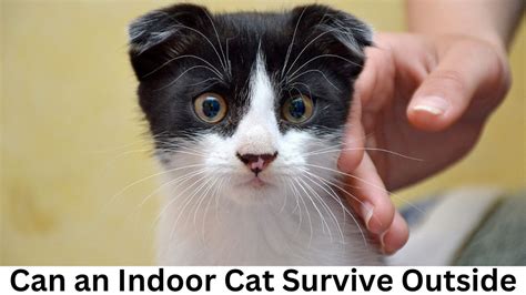 Can An Indoor Cat Survive Outside You Need To Know Facts The Chic Kitty