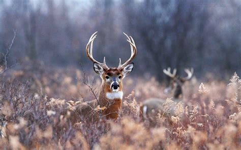 Beautiful Deer Wallpapers Top Free Beautiful Deer Backgrounds