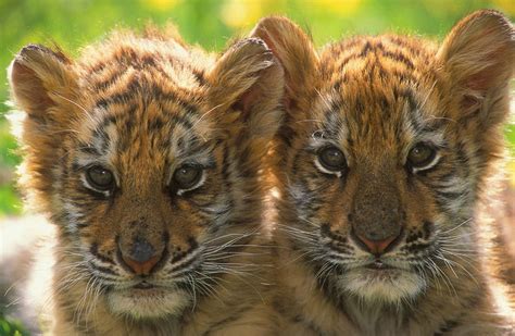 Yps Guide To Southeast Asia—how Tiger Cubs Are Becoming Rising Tigers