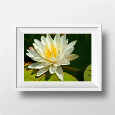 Maybe you would like to learn more about one of these? Flower Lily, Water Lily Wall Art, Rustic Gift Women, Trending Now Prints, Nature Wall Decor Be ...