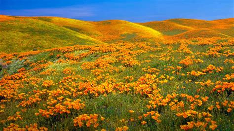 Antelope Valley California Poppy Reserve Nahe Lancaster Kalifornien Usa Bing Fotos