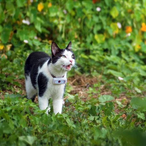 Bis zu eine position alle zehn sekunden. Weenect GPS Tracker Katze | GPS | Bestellen