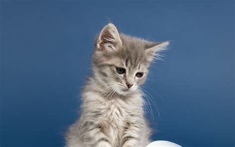 Download Wallpaper 3840x2400 Kitten Cat Animal Pet Gray Cute 4k