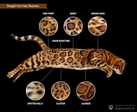 Bengal Cat Colors And Patterns