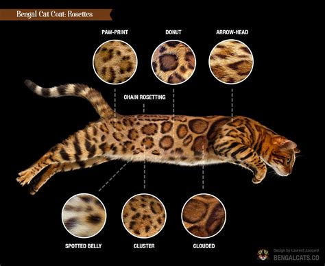 Pheomelanin is red, and it gives orange and. Rassenstandard der Bengalkatze - Bengalen-aus-dem ...