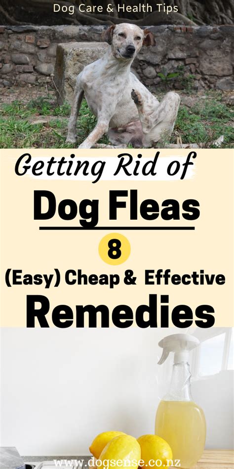 Dog Fleas How To Stop Them In Their Tracks In 2020 Dog Flea
