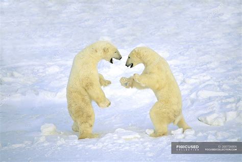 Male Polar Bears Play Fighting In White Snow — Playing Fauna Stock
