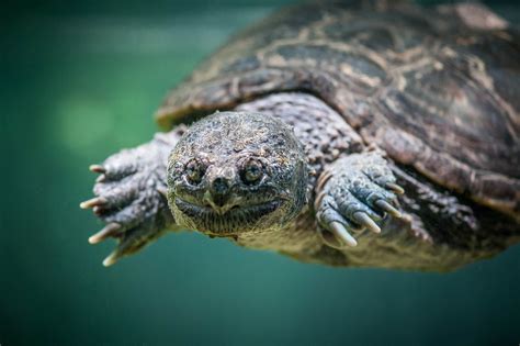 18 Weird And Wonderful Turtle And Tortoise Species