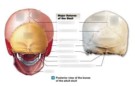 Posterior View Of Skull Diagram Quizlet