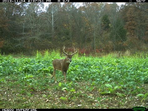 Time To Get Out Of The Woods Bartyllas Whitetail Habitat Plans