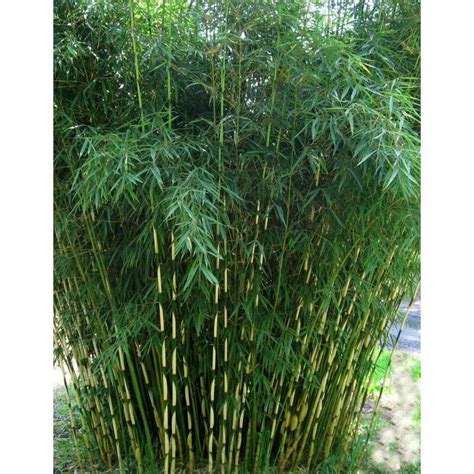 50 Fargesia Rare Umbrella Bamboo Seeds Privacy Garden Clumping Seeds