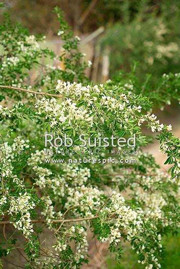 New zealand has a rich and diverse collection of native plants that occur only on this island group. Flowering Tree Lucerne or Tagasaste (Chamaecytisus ...