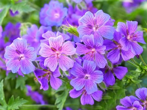 The blooms below range in shades from light lilac to deep violet. Top Purple Annual Flowers for Your Garden | HGTV