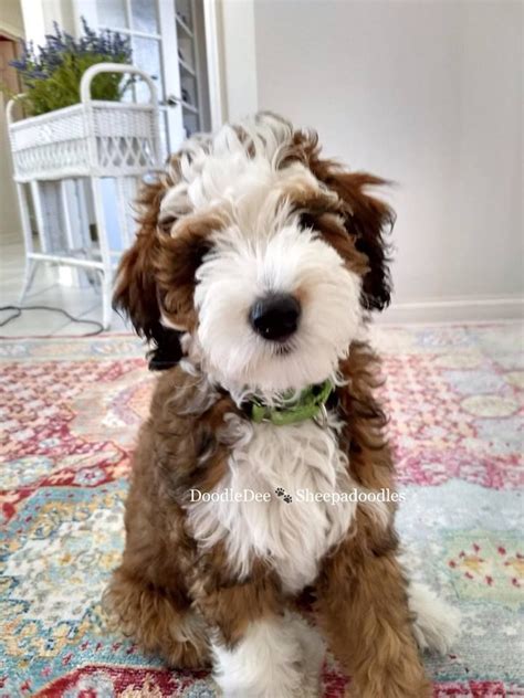 We don't currently have any puppies available, check back soon! Gus is an F1B Mini Red Sable Phantom Sheepadoodle # ...