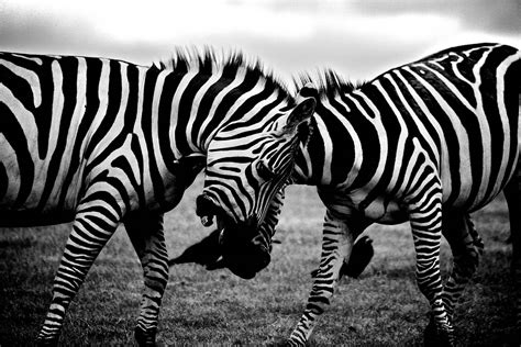 Marty bernard & the bloo zebra — black & bloo 03:26. Random ones | Black and White Photography