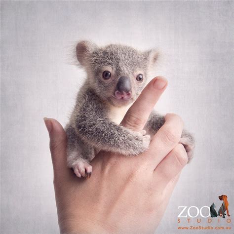 Picture Of Baby Koala Bear Peepsburgh