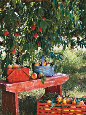 Peaches are the official state fruit of alabama. Alabama's peach industry is centered in Chilton County ...