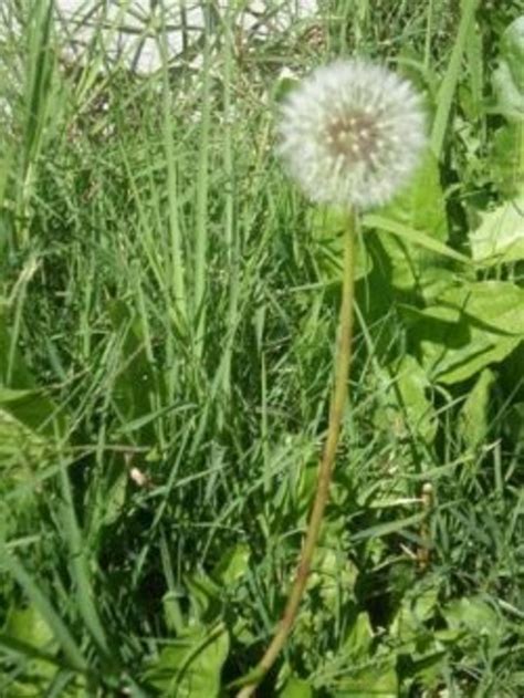 How To Identify Dandelion Hubpages